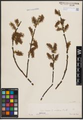 Foto von Salix cinerea L.